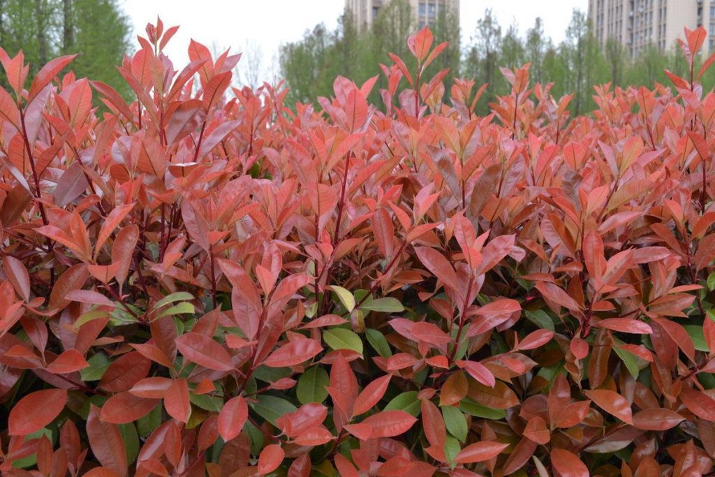 Photinia fraseri seeds