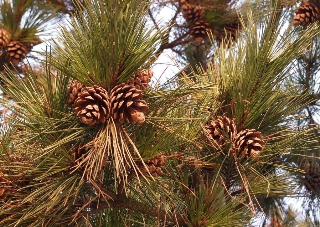 Pinus jeffreyi seed