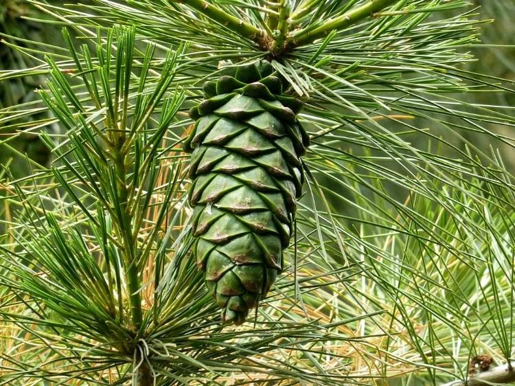 Pinus pumila seed