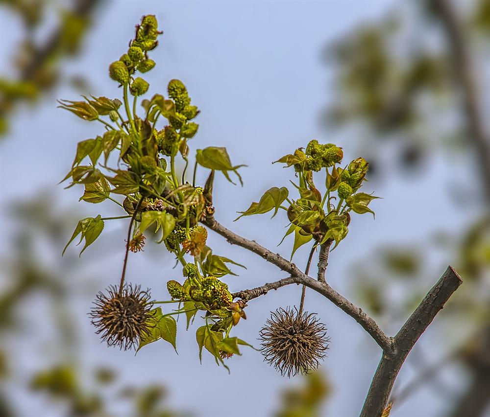 Platanus orientalis seed