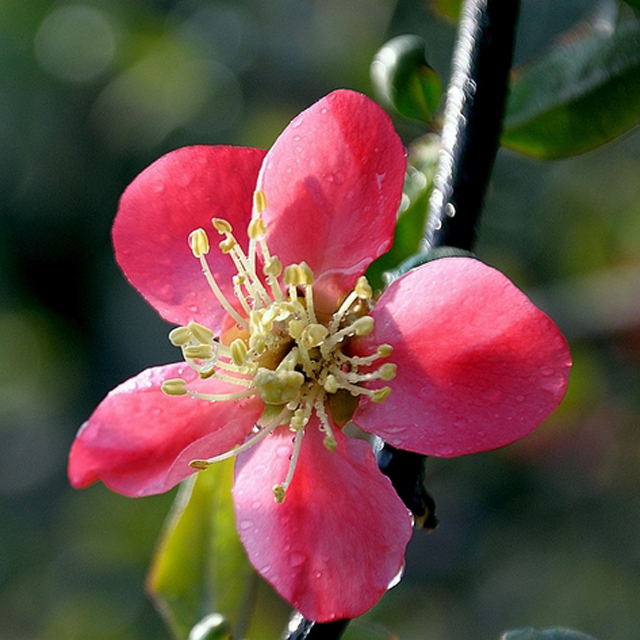 Pseudocydonia sinensis seed