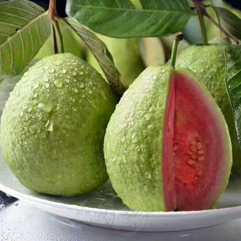 Psidium guajava seed pink fruit