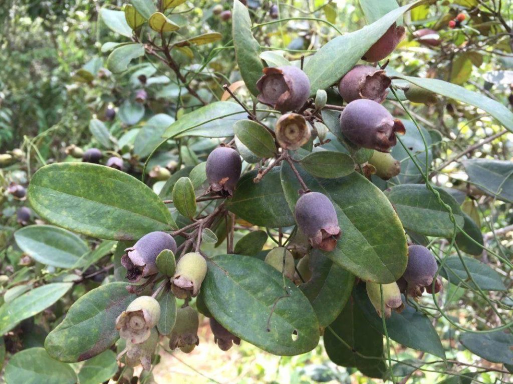 Rhodomyrtus tomentosa seed