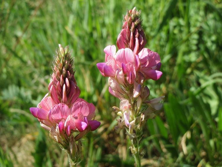 Sainfoin seed