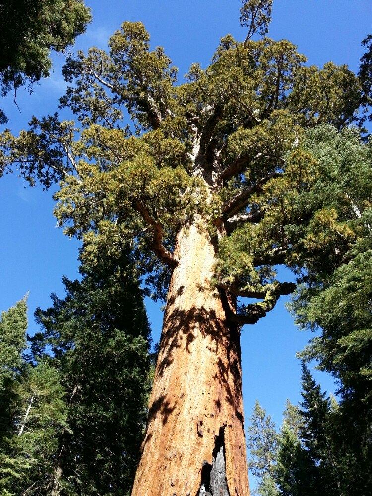 Sequoiadendron giganteum seed