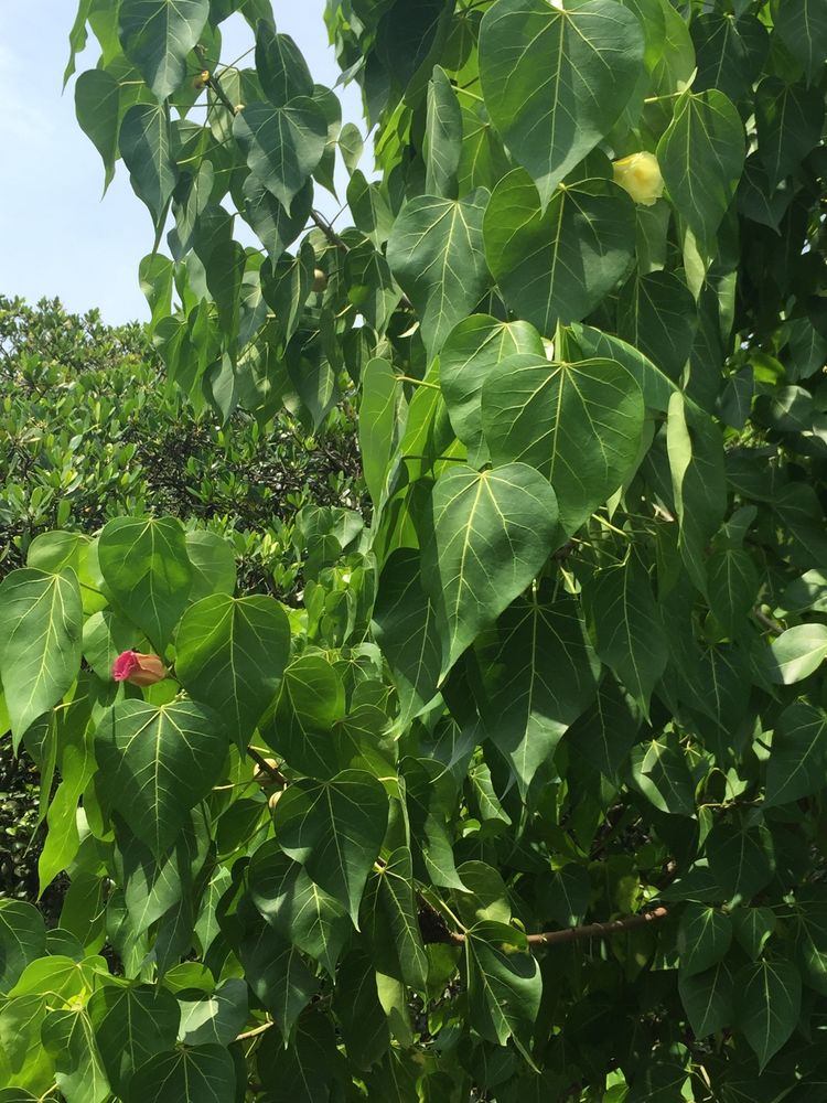 Thespesia populnea seed