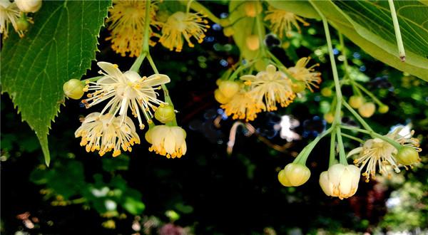 Tilia mandshurica seed