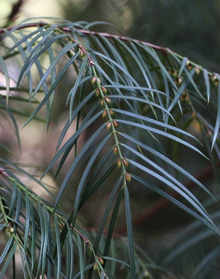 Torreya jackii seed