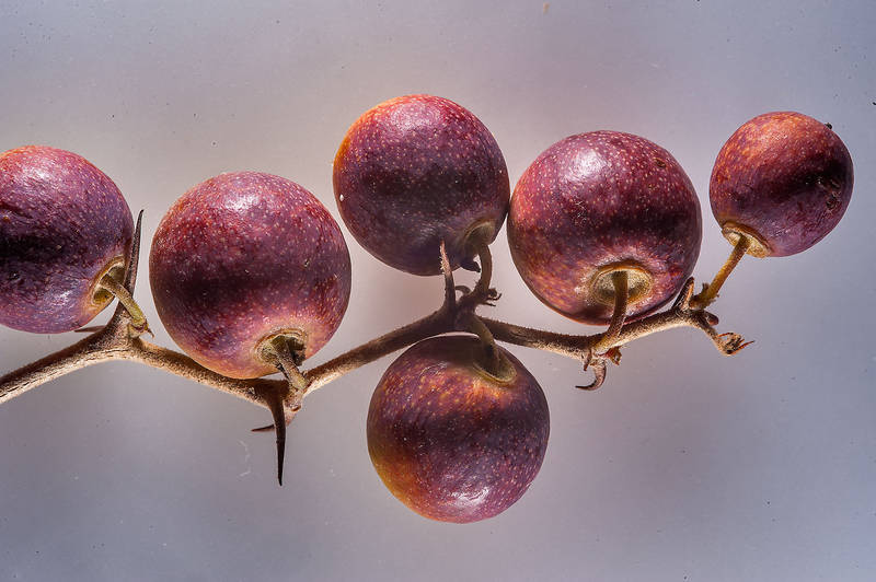 Ziziphus Nummularia seed