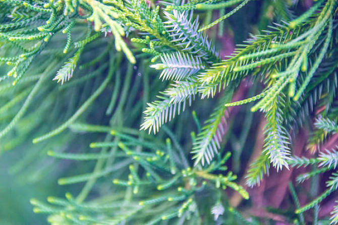 Abies concolor seed