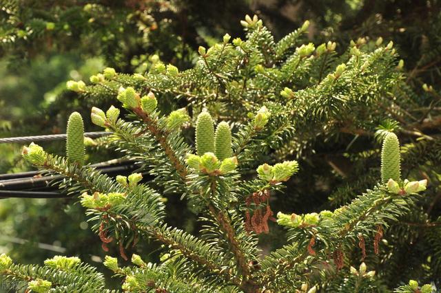 Abies magnifica seed