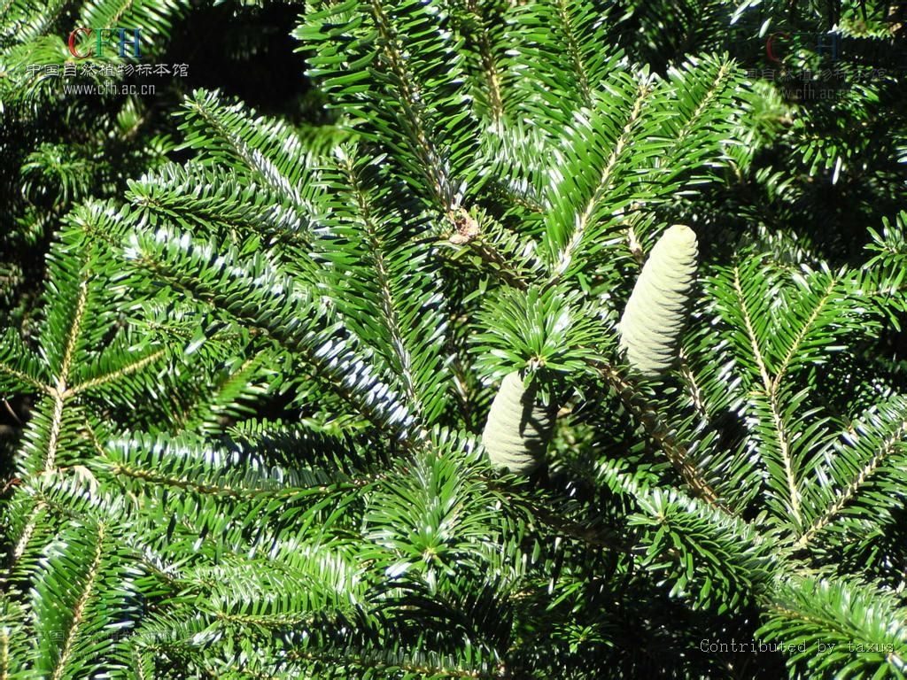 Abies numidica seed