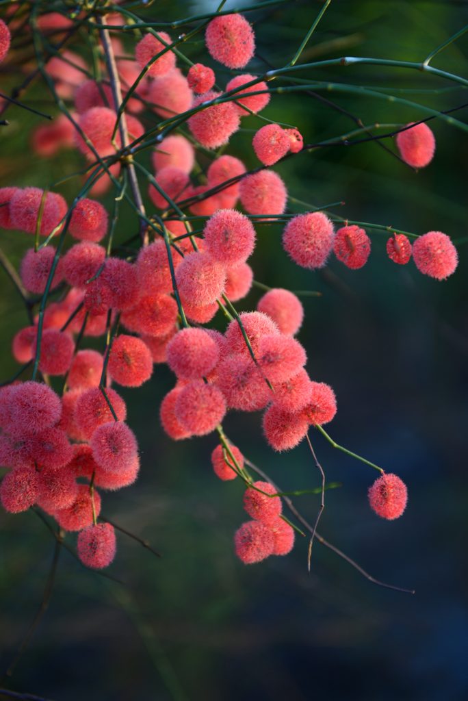 Calligonum mongolicum seed