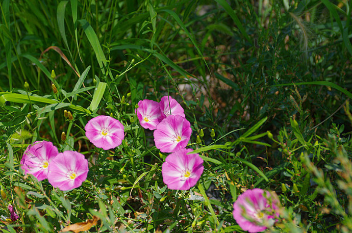 Convolvulus prostratus seed