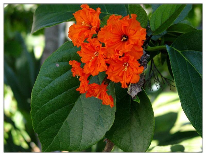 Cordia sebestena seed