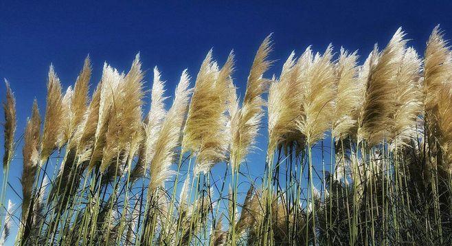 Cortaderia selloana seed