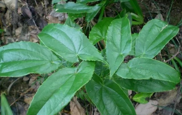 Epimedium grandiflorum seed