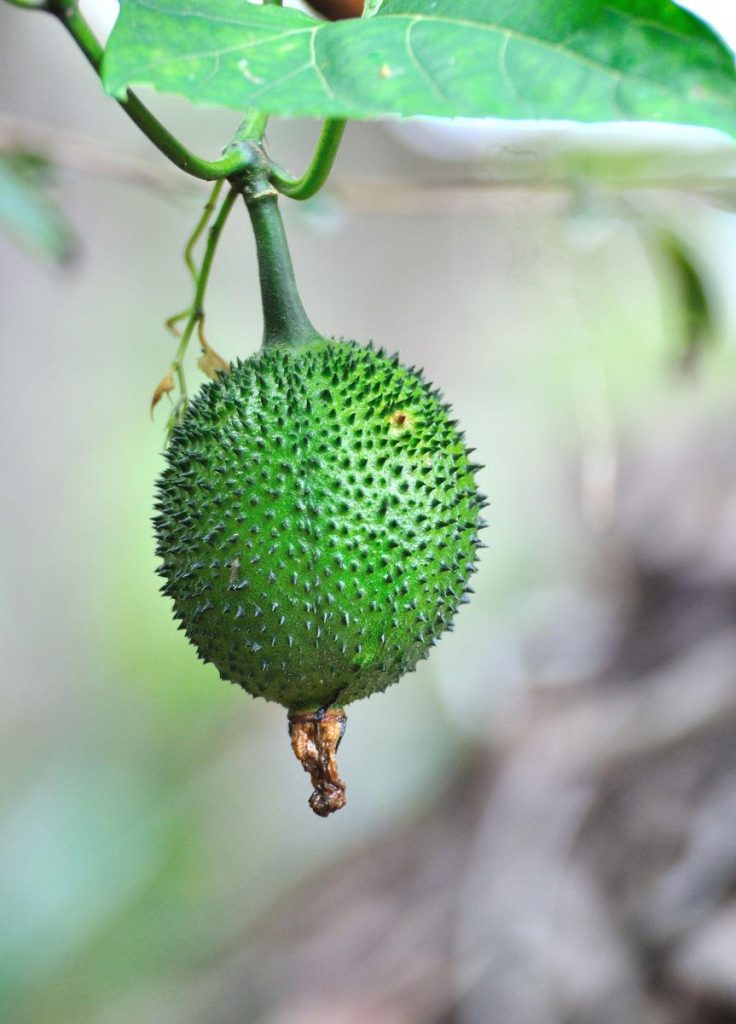 Momordica subangulata seed