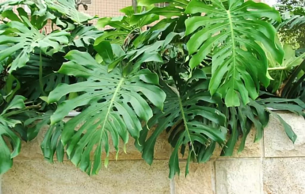 Monstera deliciosa seed