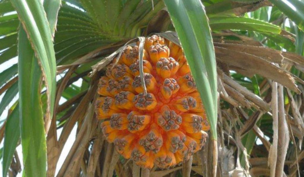 Pandanus Tectorius seed