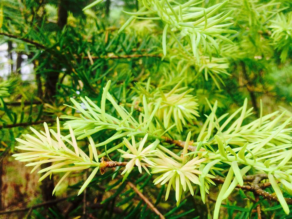 Pinus edulis seed