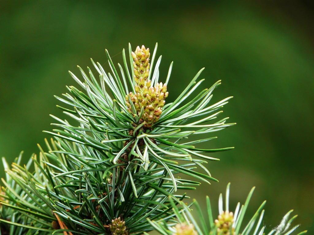 Pinus fenzeliana seed