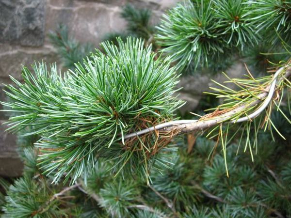 Pinus heldreichii  seed