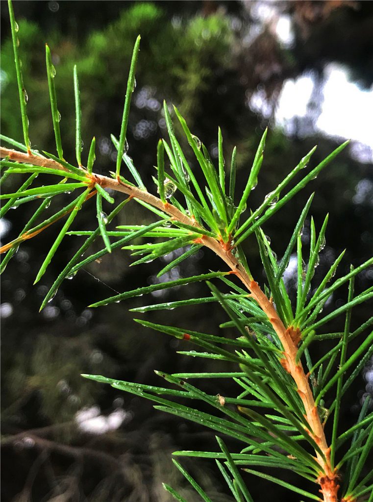 Pinus lambertiana seed