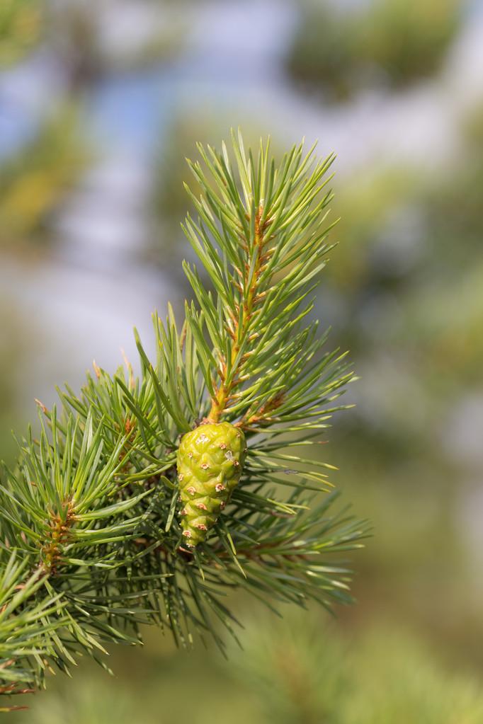 Pinus sabiniana seed