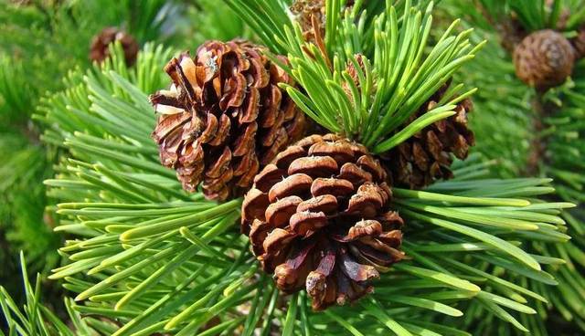 Pinus strobiformis seed