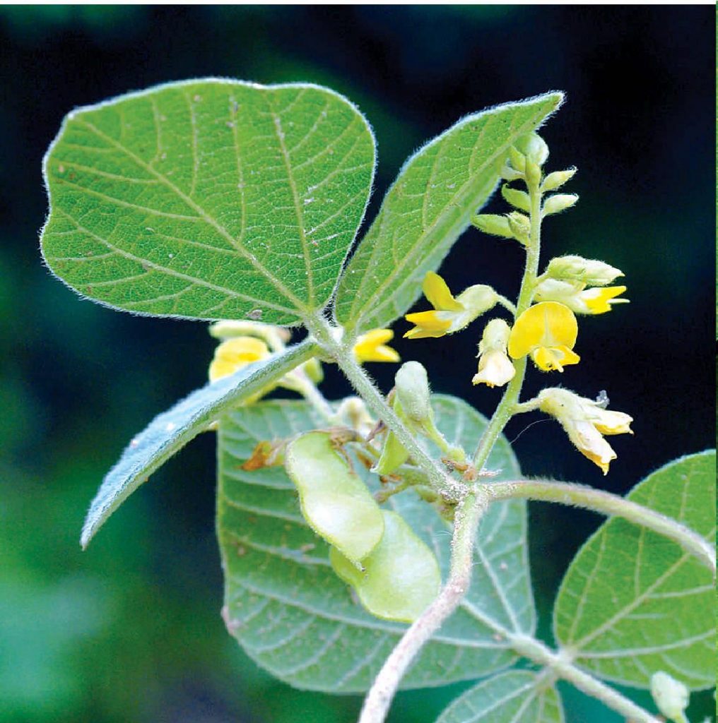 Rhynchosia himalensis seed