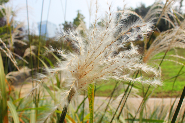 Saccharum Ravennae seed