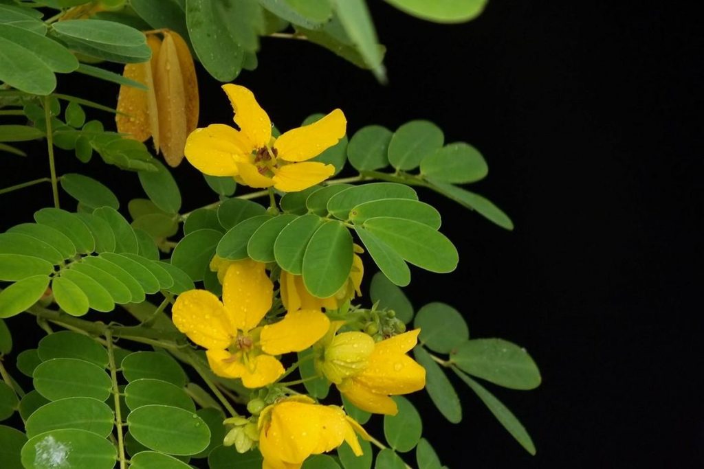 Senna italica seed