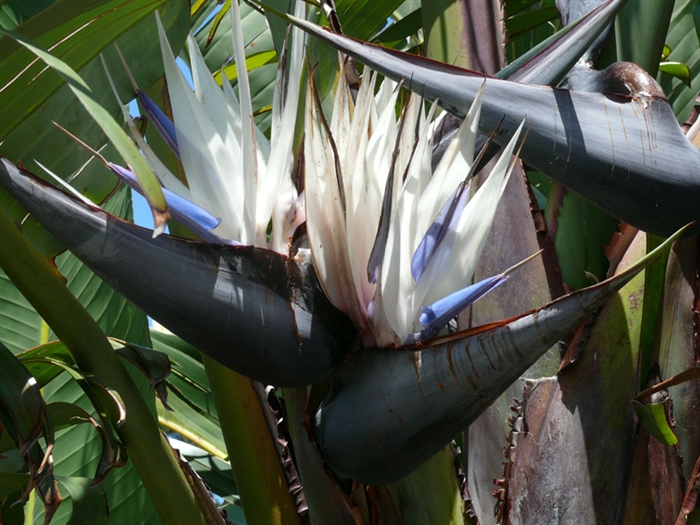 Strelitzia alba seed