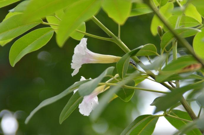 Tabebuia heterophylla seed