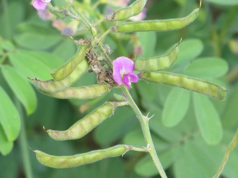 Tephrosia apollinea seed