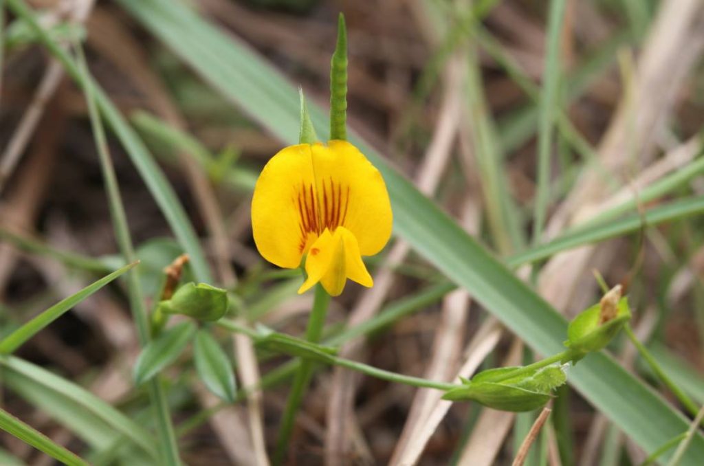 Zornia gibbosa seed