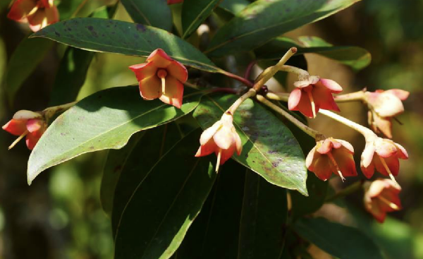 Anneslea Fragrans seed