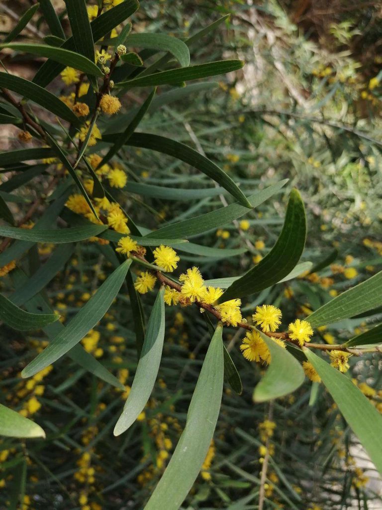 Acacia iteaphylla seed