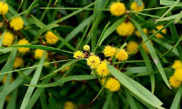 Acacia ligulata seed