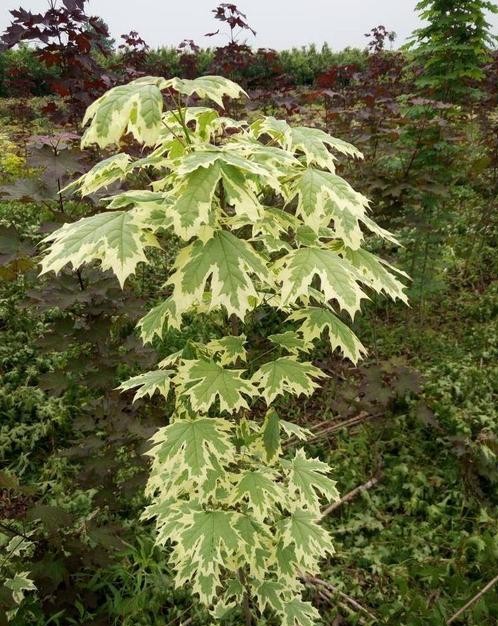 Acer platanoides seed