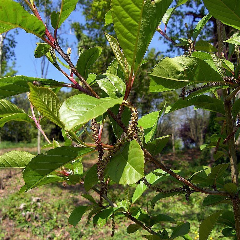 Alnus Cremastogyne seed