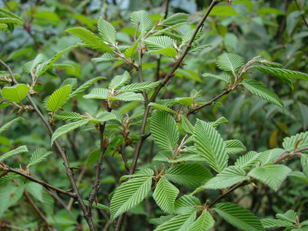 Carpinus betulus seed