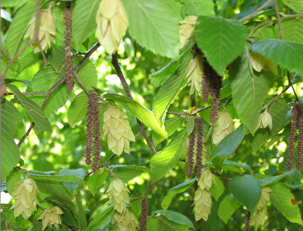 Carpinus turczaninovii seed