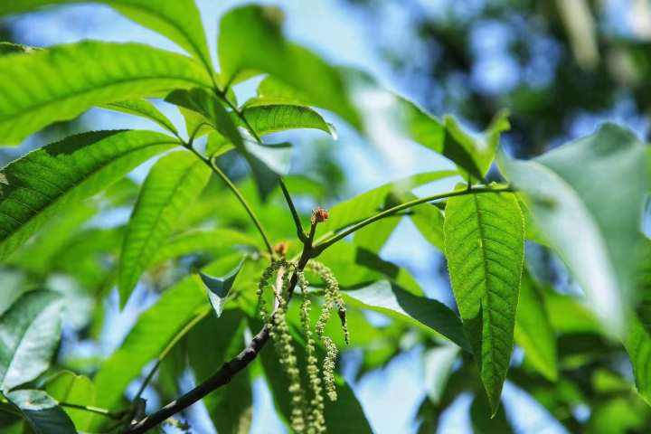 Carya hunanensis seed