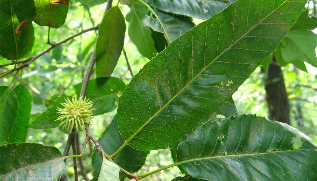 Castanea Pumila seed