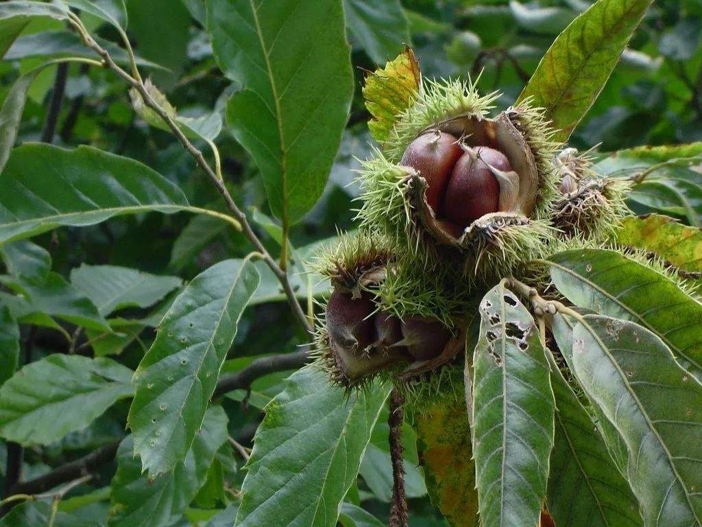 Castanea dentata seed