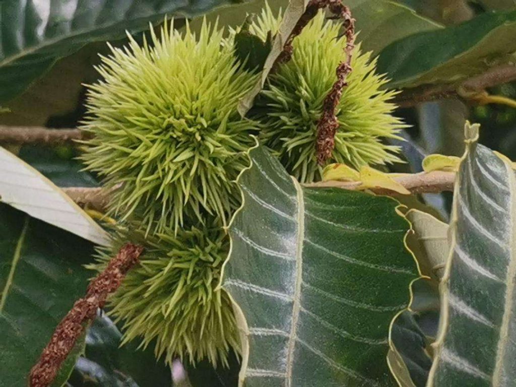 Castanopsis chinensis seed