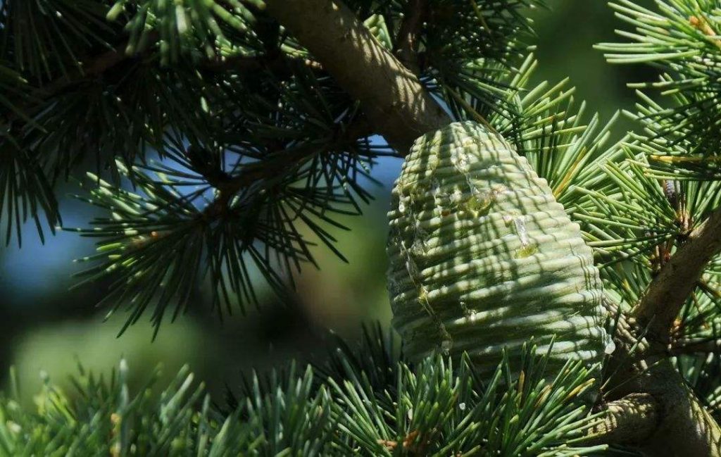 Cedrus Atlantica seed