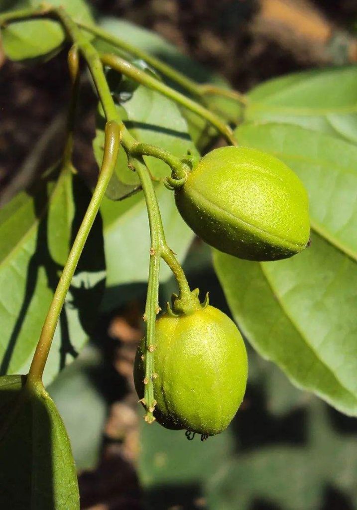 Croton Tiglium seed